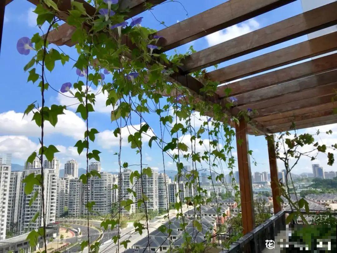 一棵旱金莲,开花又多又没,1年就能长成花墙! 一棵旱金莲,开花又多又没,1年就能长成花墙!