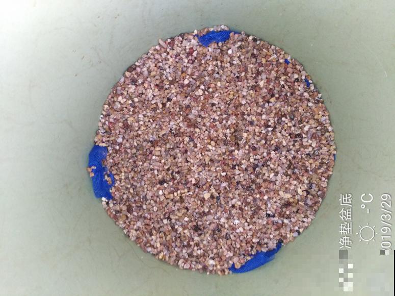 蝴蝶兰现在还不换盆，水苔容易发霉 ，越长越差劲