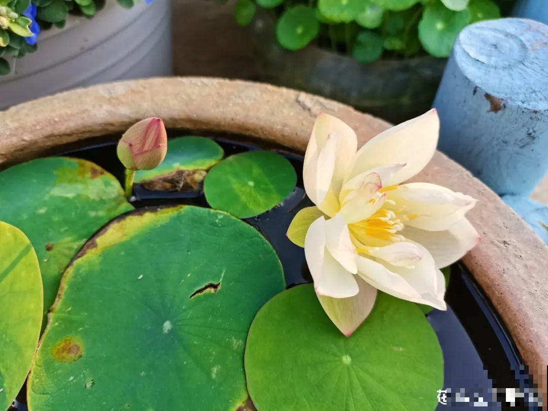 9种花是富贵命,必须大盆养,小盆养会憋死 9种花是富贵命,必须大盆养,小盆养会憋死