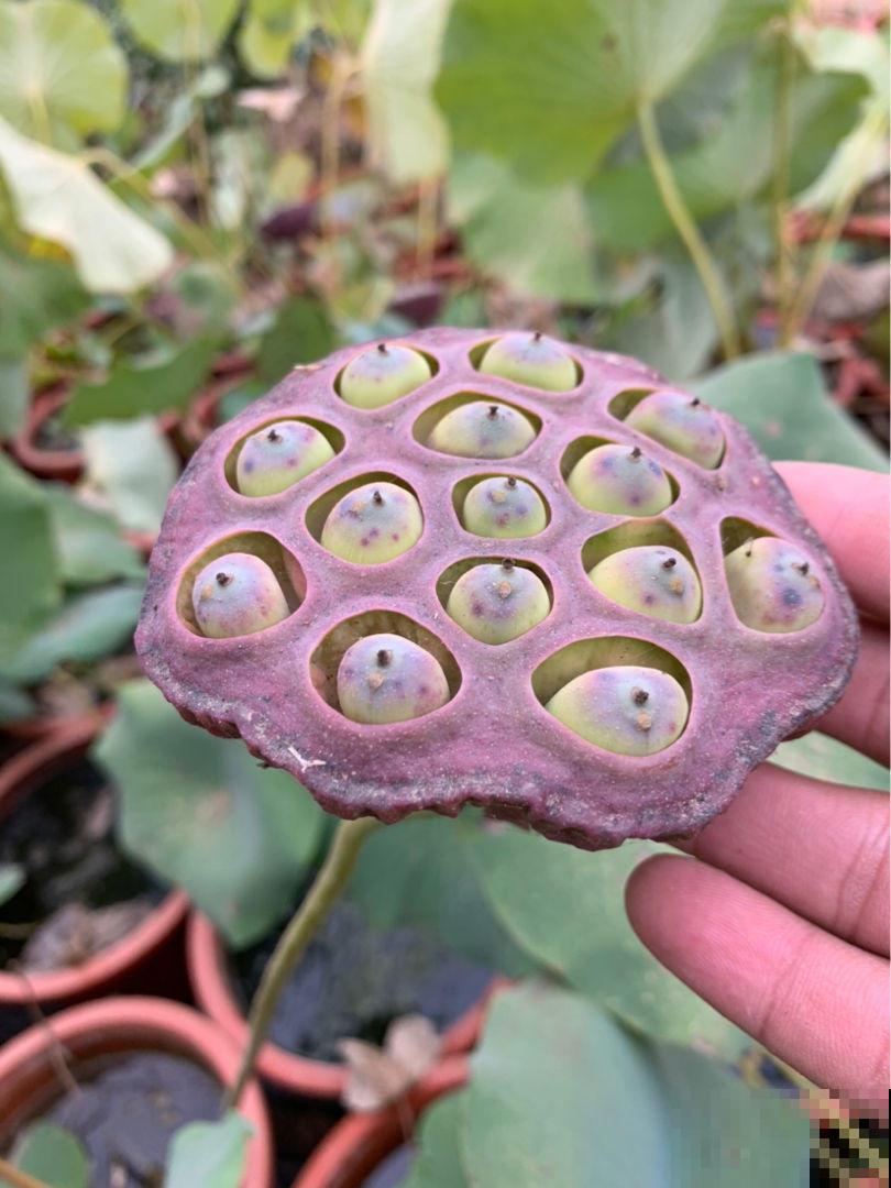 荷花在家这么种，成活率高，清水就能“出芙蓉”！