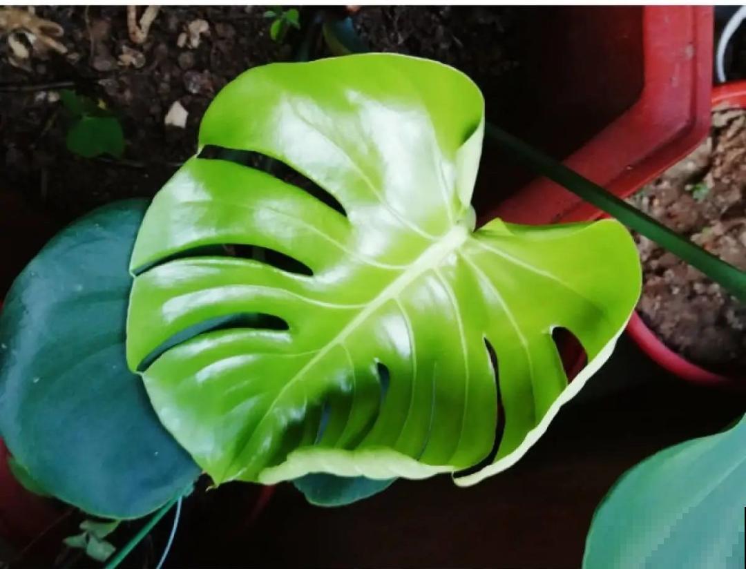 升温后，5种花别乱晒，一晒就叶子就黄了