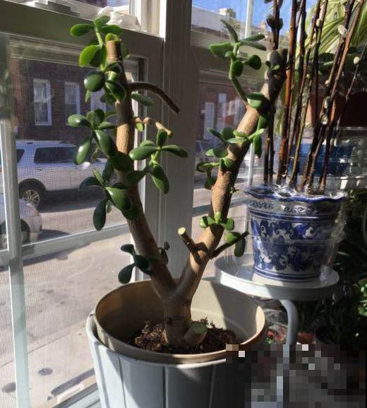 7种花要赶紧砍头,一头变多头,长得是真旺 7种花要赶紧砍头,一头变多头,长得是真旺