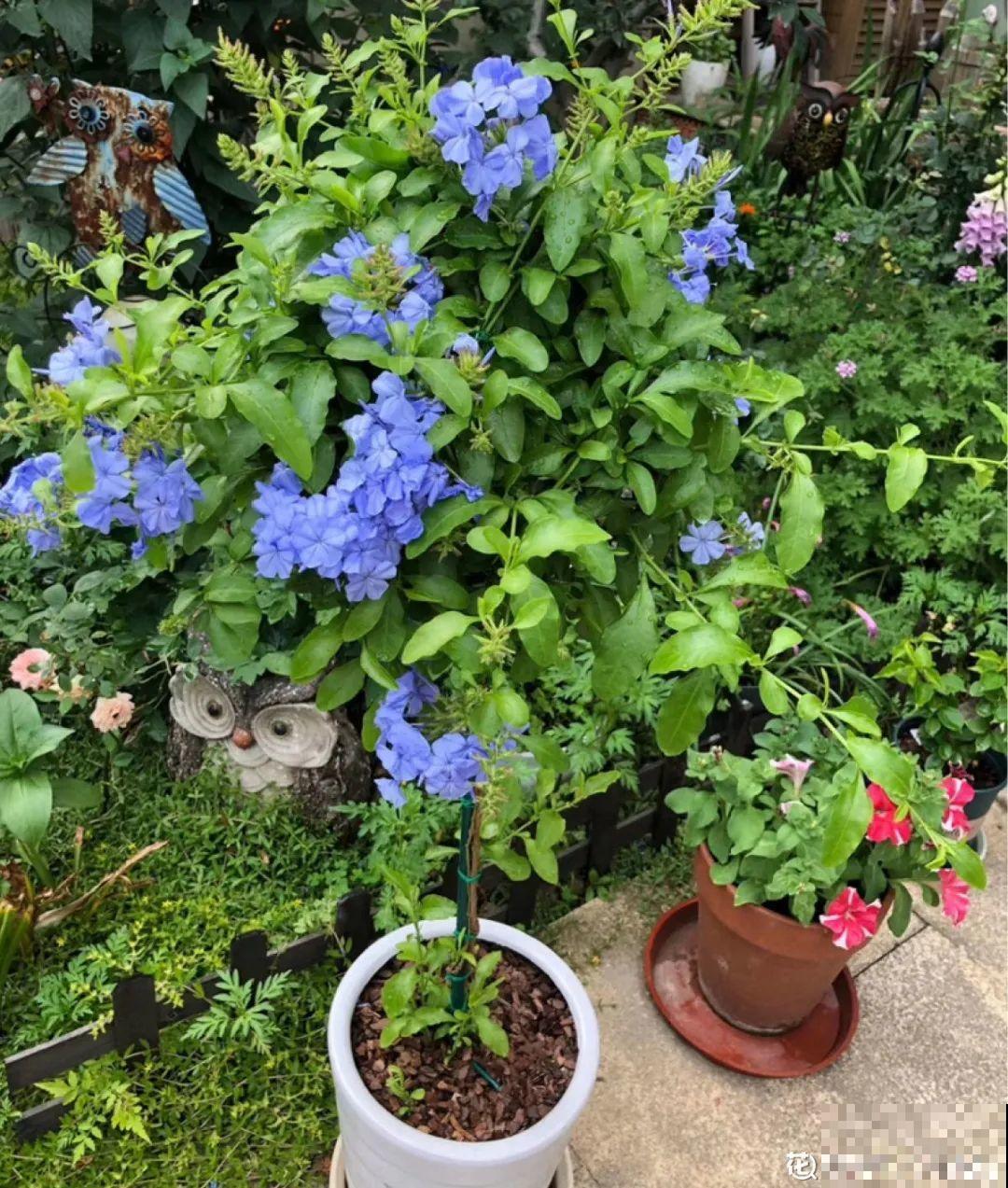 5年的马齿苋，长成“一棵小树”，真头一回见