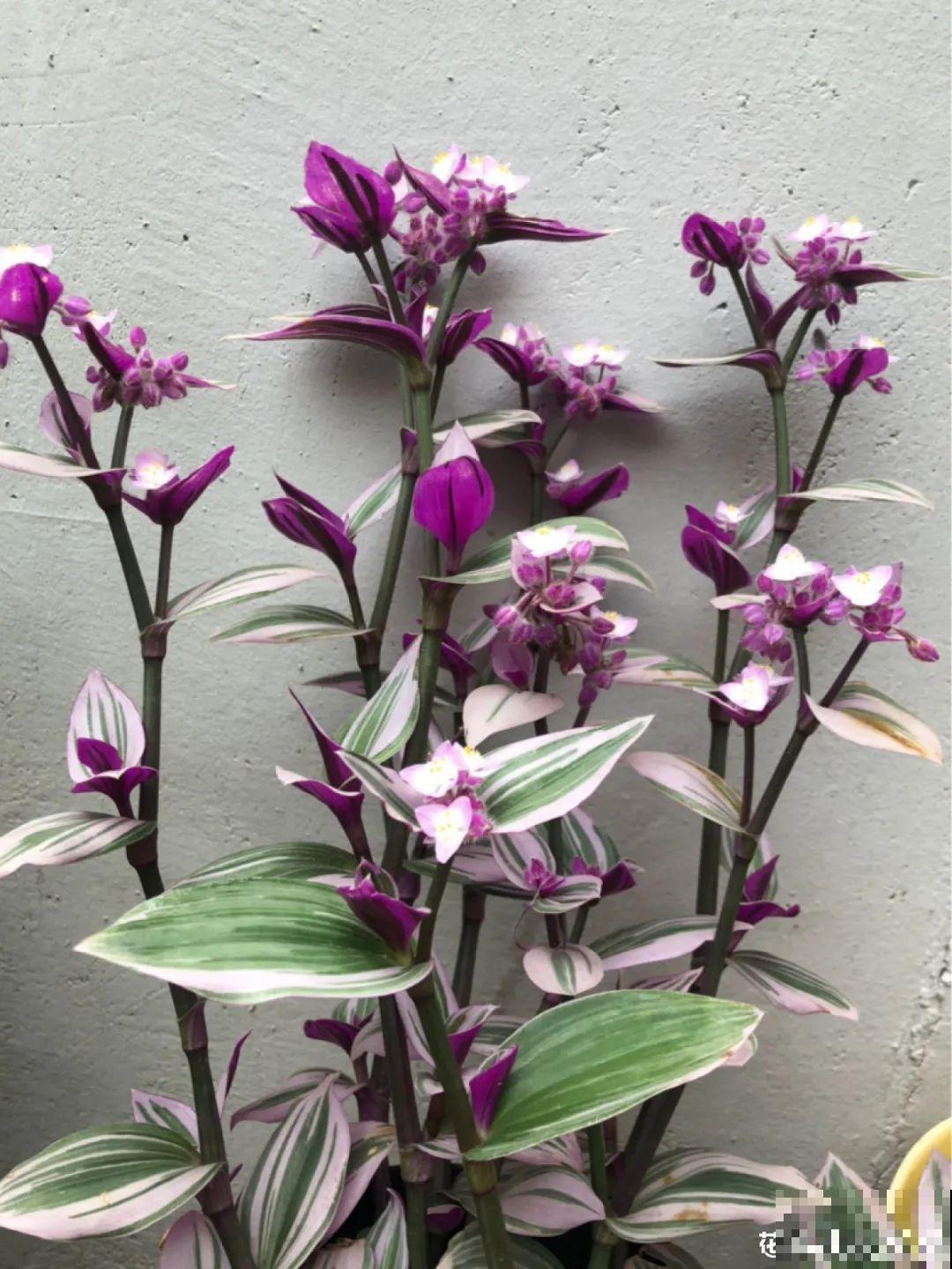 3种耐阴花，光不好也能嗖嗖长，摆家里特别上档次