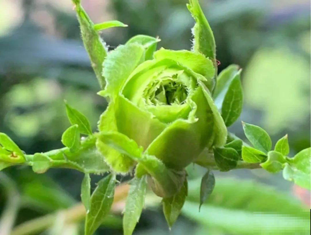 50种月季，各有各的美，哪一种是你的“菜”？