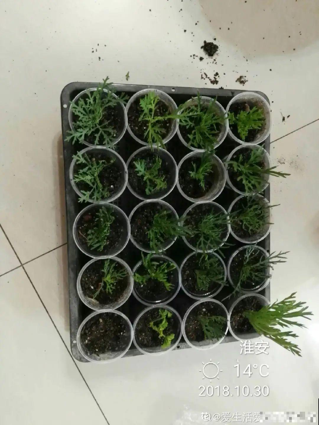 11种常见花，现在扦插，成活率特高