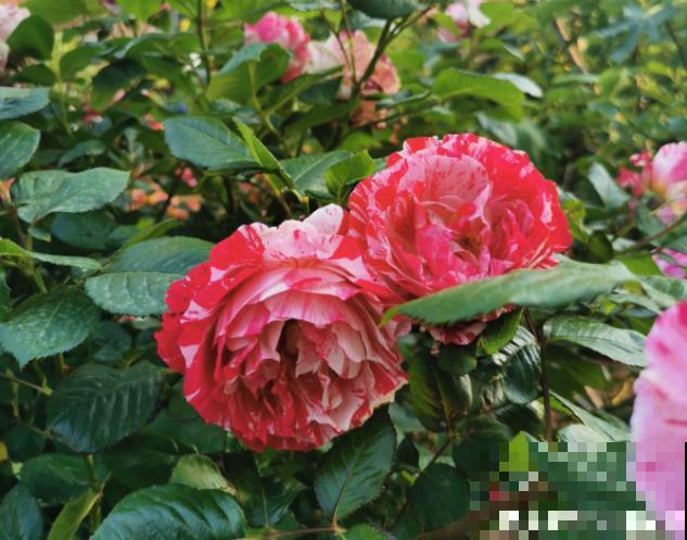 花园“三剑客”，可不太好养，能养好的都是高手