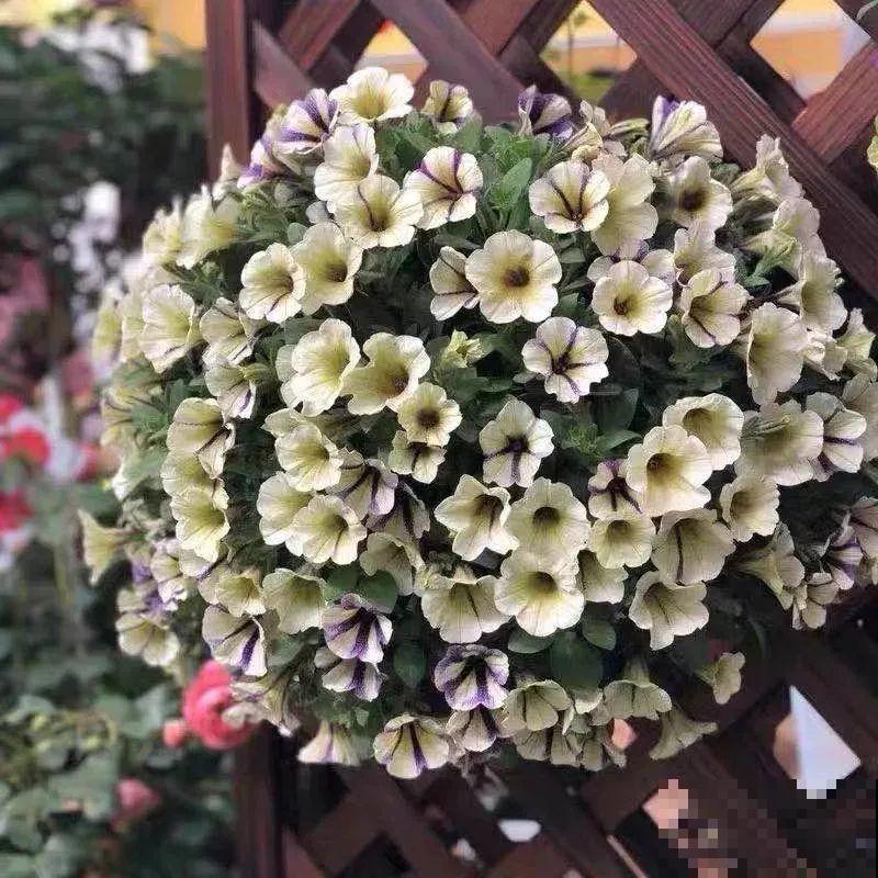 矮牵牛得剪一剪，才能开花多，满盆都是花苞！