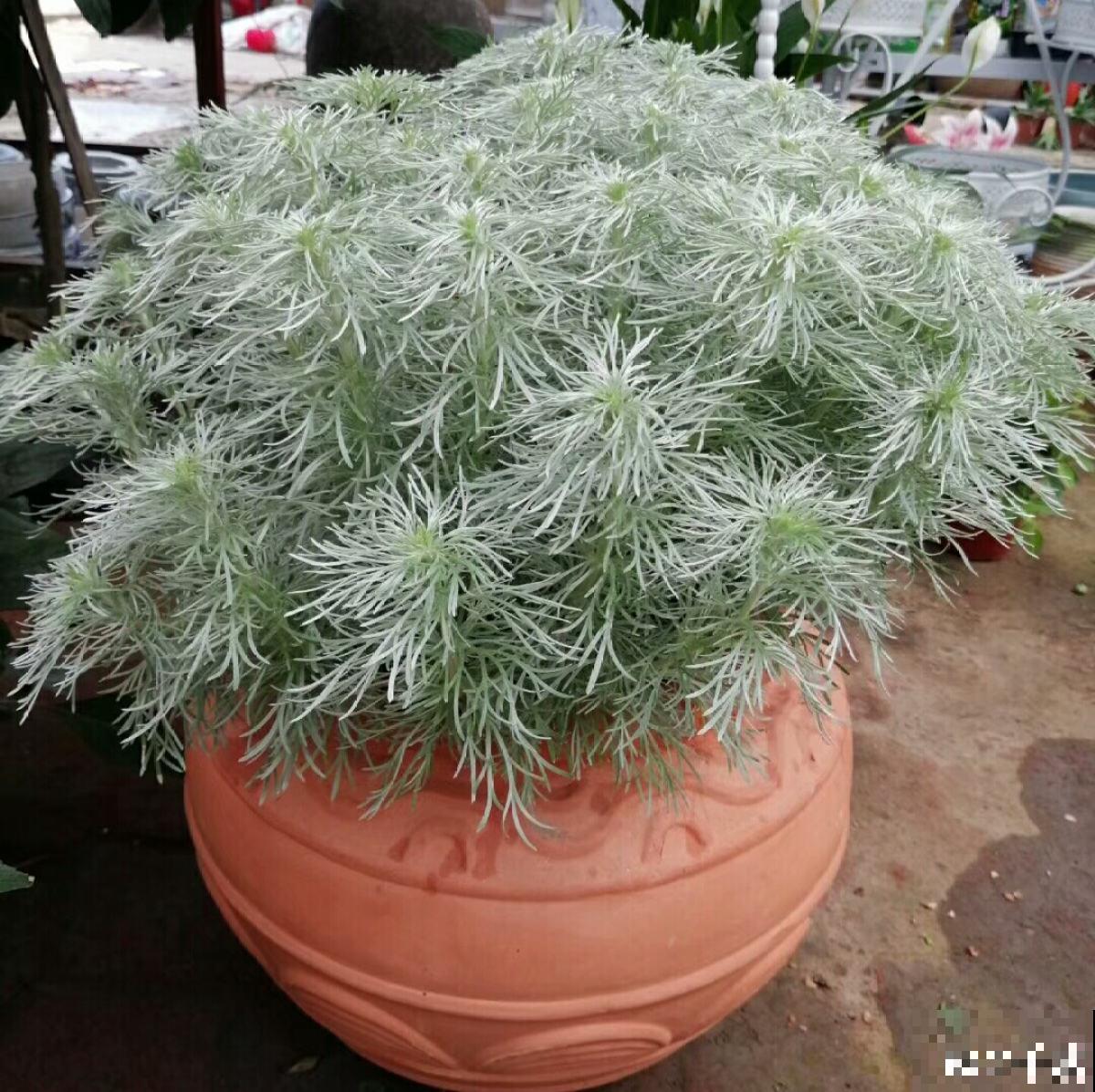 浑身散发着仙气的“朝雾草”,颜值清新脱俗,好养易爆盆 浑身散发着仙气的“朝雾草”,颜值清新脱俗,好养易爆盆