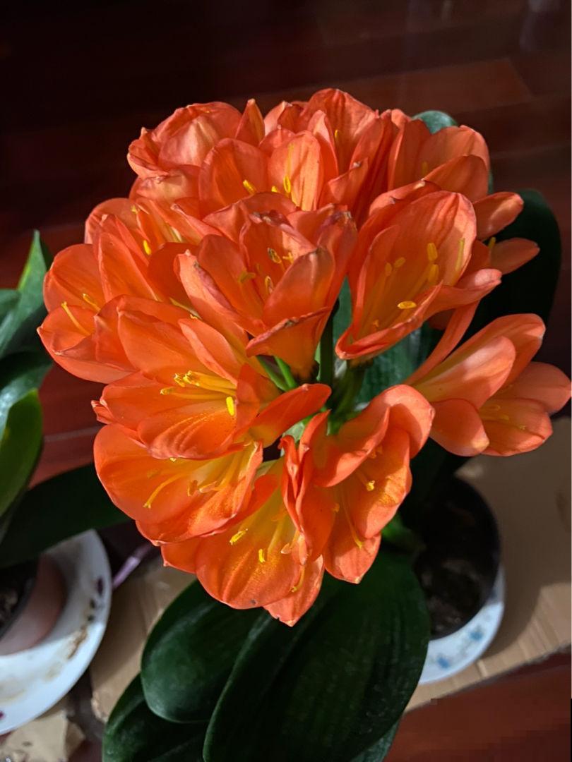 4种花夏天难熬，现在养护就得注意，不然过不了夏天