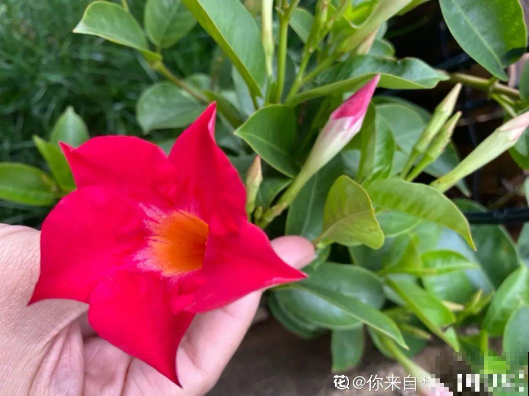 一棵旱金莲,开花又多又没,1年就能长成花墙! 一棵旱金莲,开花又多又没,1年就能长成花墙!