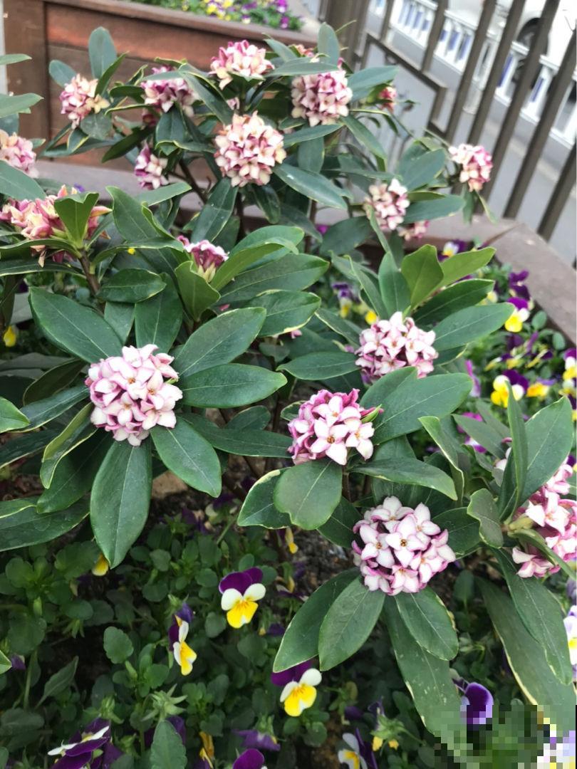 初春4种花，开花香味四溢，满屋子花香味