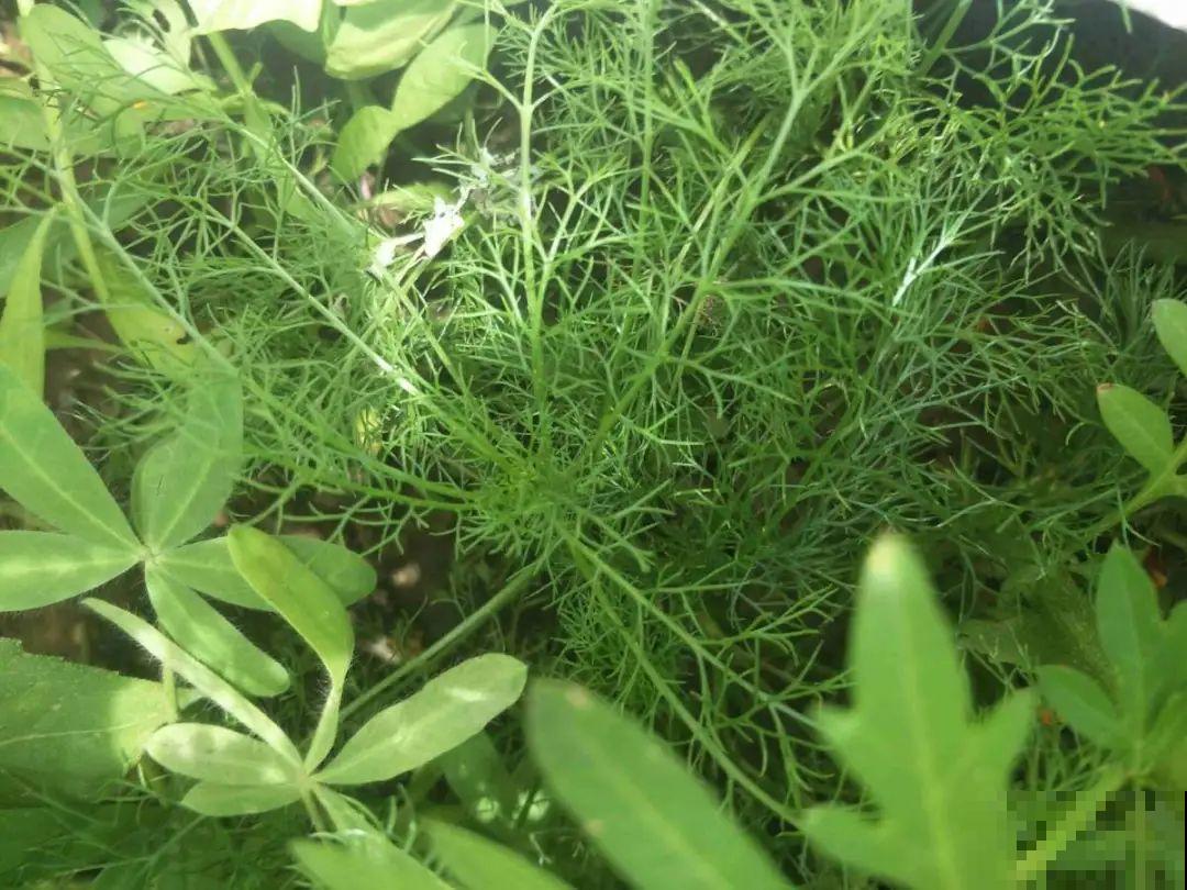 春天的野菜大全,小心辨认,千万别挖错了 春天的野菜大全,小心辨认,千万别挖错了