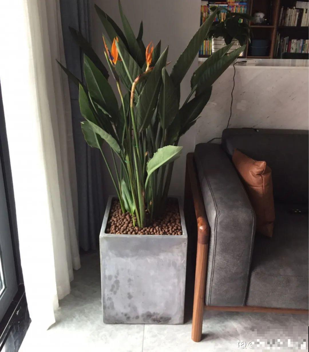 室内小窗台,养点小众盆栽,气质瞬间不一样 室内小窗台,养点小众盆栽,气质瞬间不一样