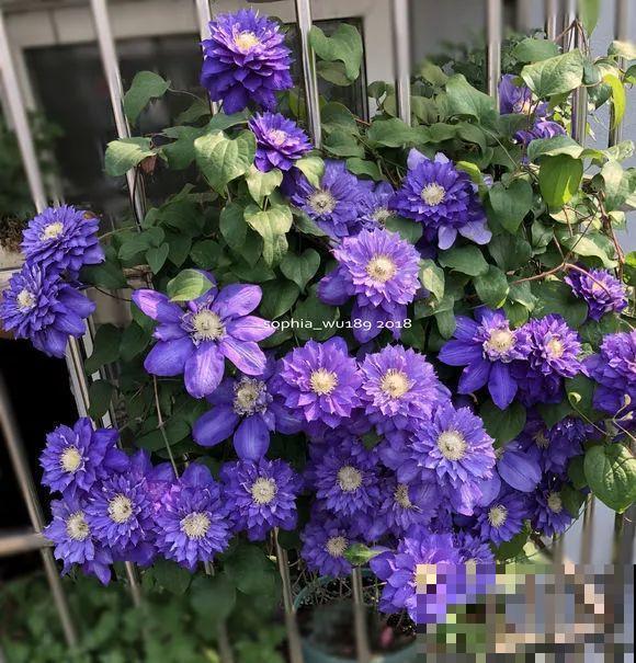 阳台虽小，种点花草，也能变成小花园