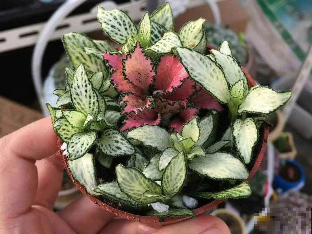 小花盆里养花,选对品种很重要,也能开花爆盆 小花盆里养花,选对品种很重要,也能开花爆盆