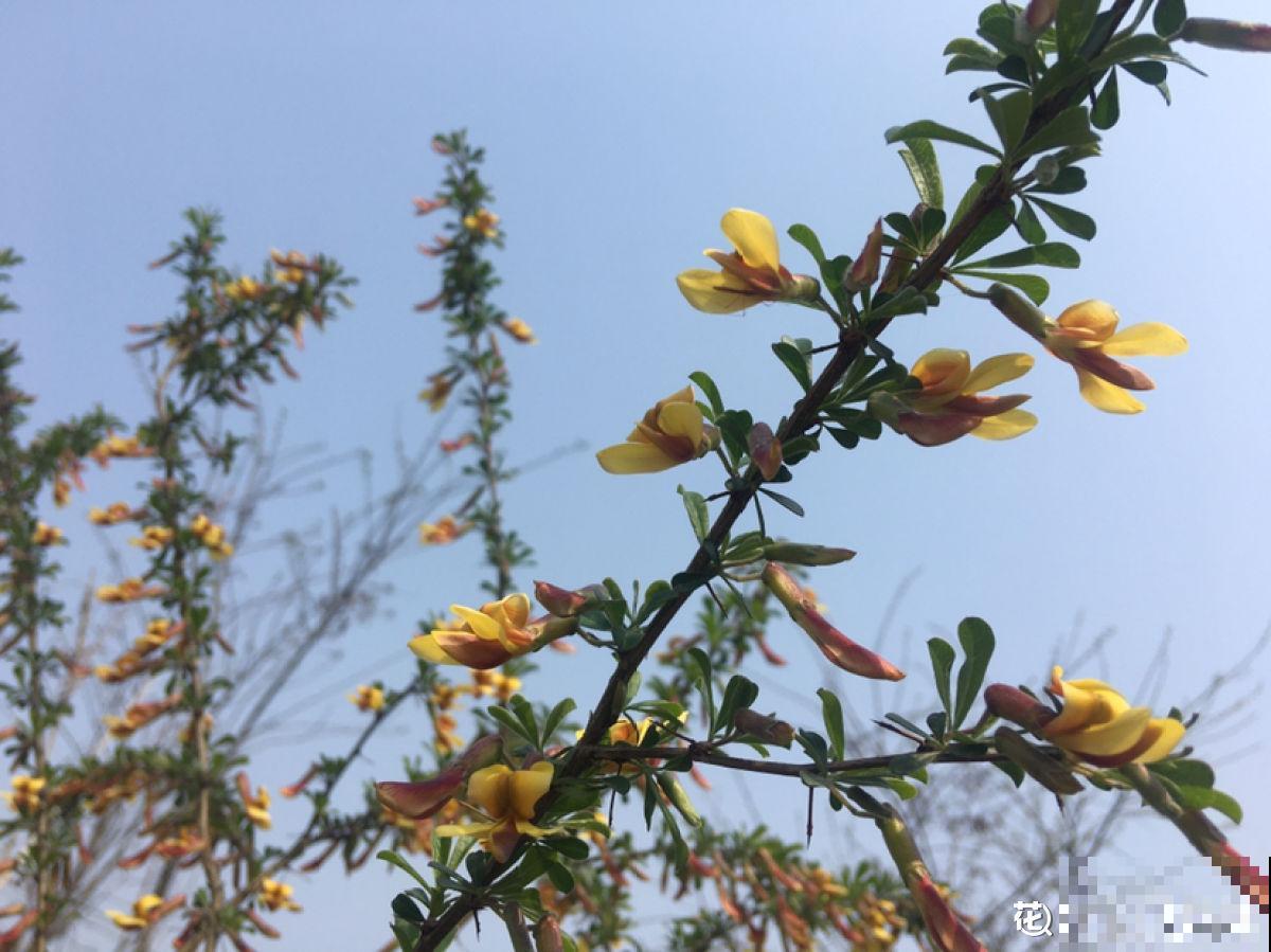 一种花开花金灿灿,一骨碌全是花,寓意很不错 一种花开花金灿灿,一骨碌全是花,寓意很不错