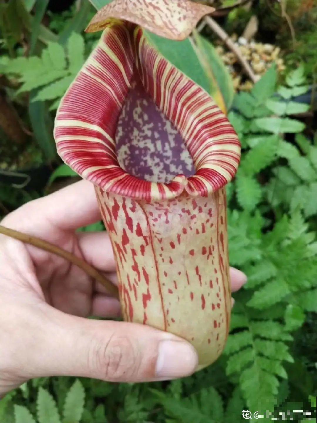 家里养棵“丑八怪”，霸气镇宅，越养越爱