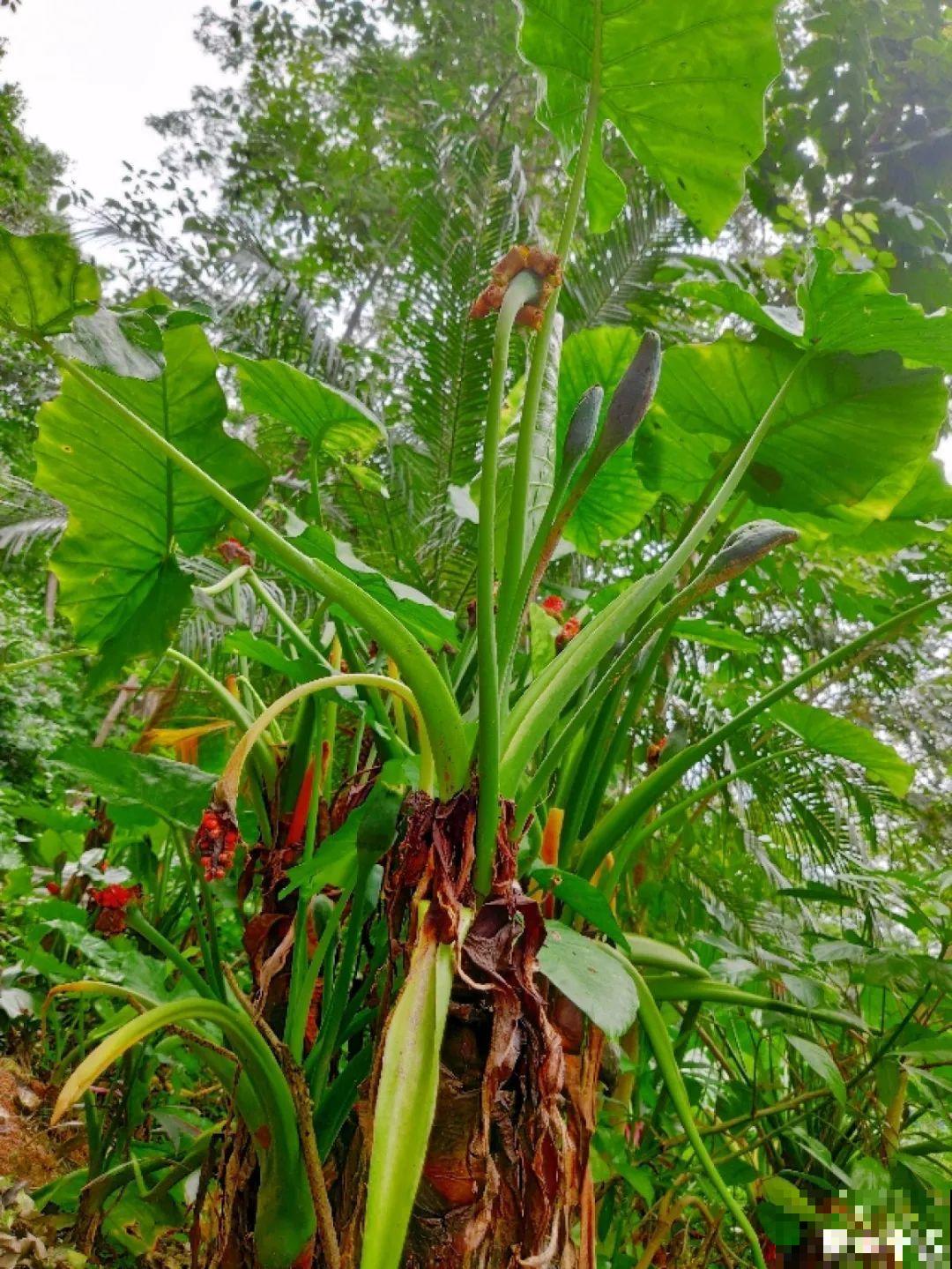 医院大门口,一男子竟被一片叶子砸晕,这叶子可真够大的 医院大门口,一男子竟被一片叶子砸晕,这叶子可真够大的