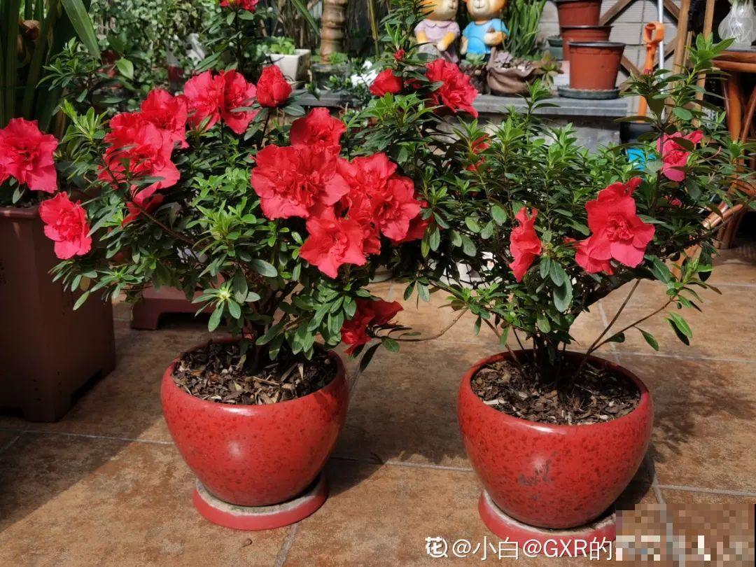 花开完了,别急着扔,好好养还能活几十年 花开完了,别急着扔,好好养还能活几十年