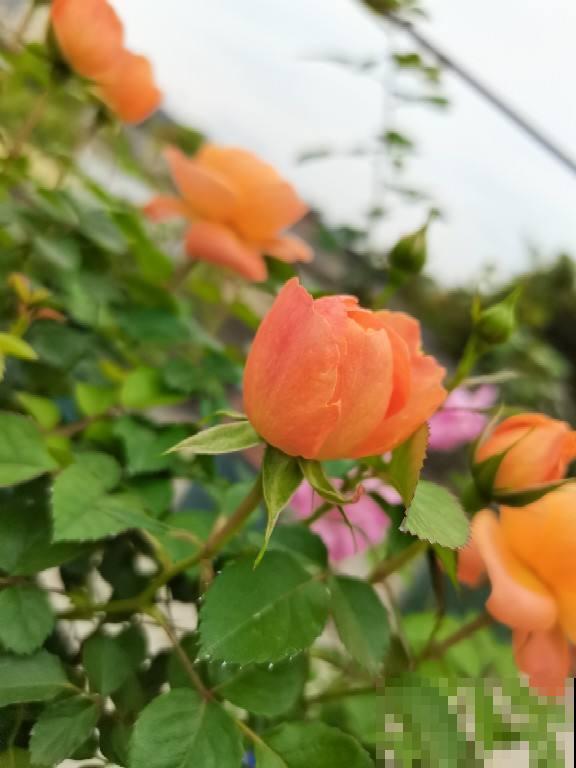 新手养花，记住“6个有”，把花养活没问题