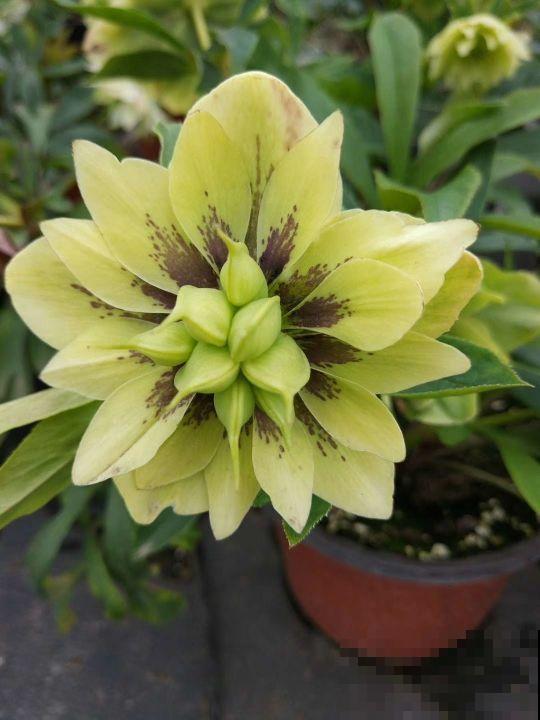 铁筷子非常小众，耐阴又耐寒，养护方法一定要掌握好！