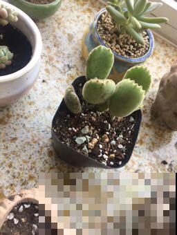 4种多肉有“两副面孔”，小时候可爱，长大后太丑