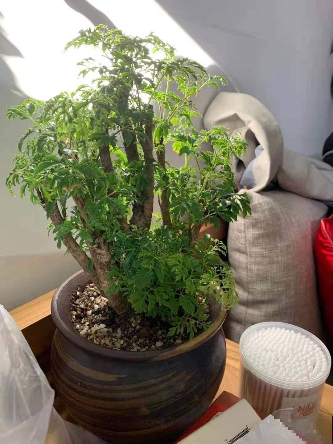 选耐阴花看看这5样，养家里寓意好，阴暗处也照样开花