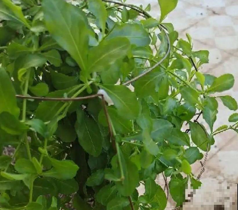 春天给花修剪,花才能呼呼开,俩月开爆盆 春天给花修剪,花才能呼呼开,俩月开爆盆