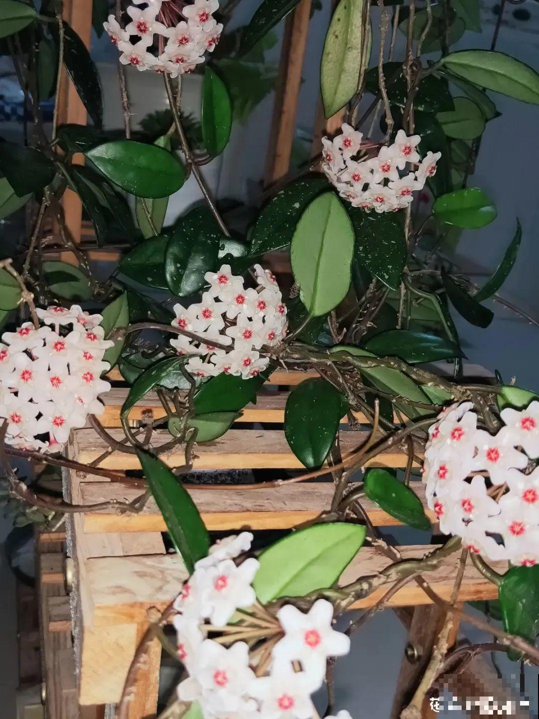 球兰开花特香，还非常耐阴，光照不好也能养