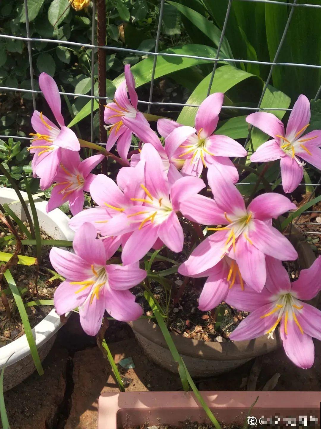 风雨兰太皮实，暴晒淋大雨，反而疯狂开花