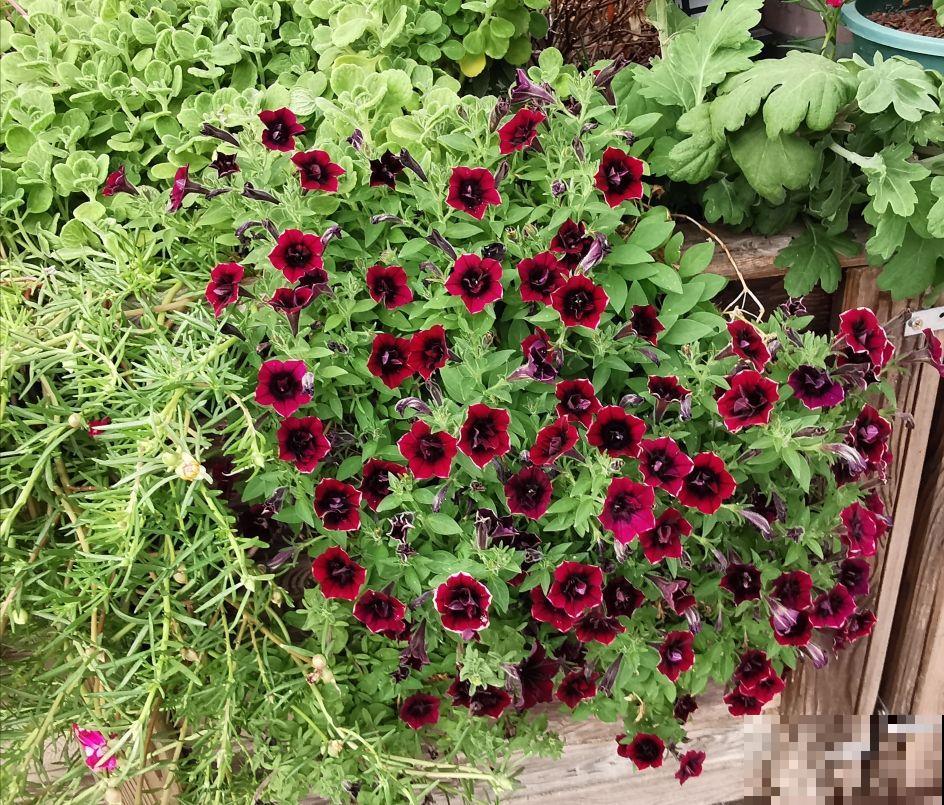 顶住压力买的一楼小院,自从养了花,邻居羡慕得不得了 顶住压力买的一楼小院,自从养了花,邻居羡慕得不得了