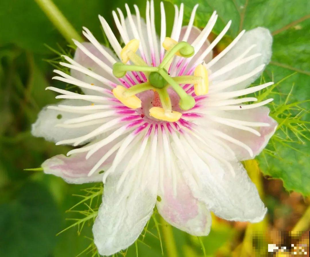 入侵植物太可怕，周围的草全被缠死，谨慎养护