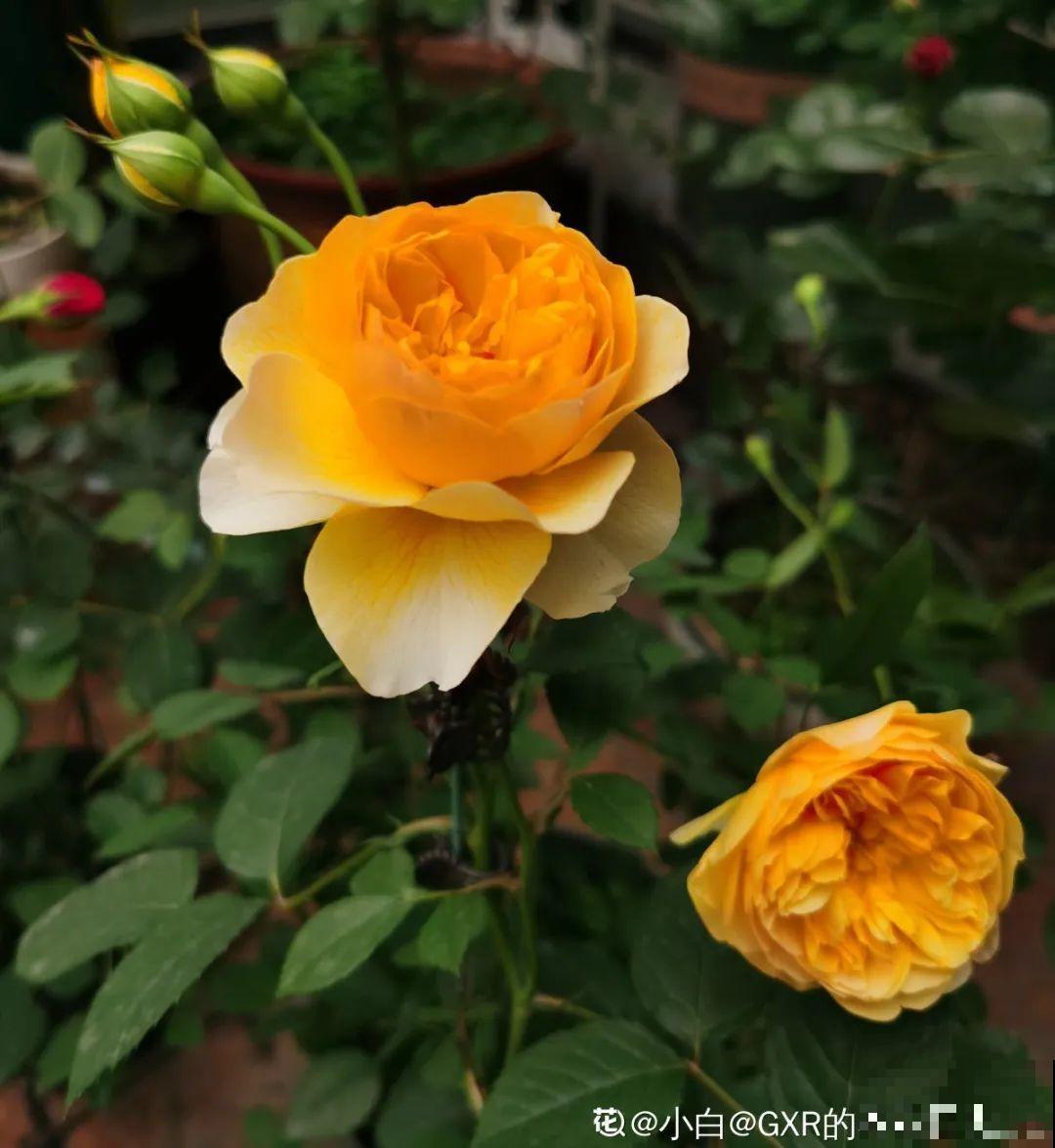 美人般的花,花开瞬间美到窒息,谁见都夸 美人般的花,花开瞬间美到窒息,谁见都夸