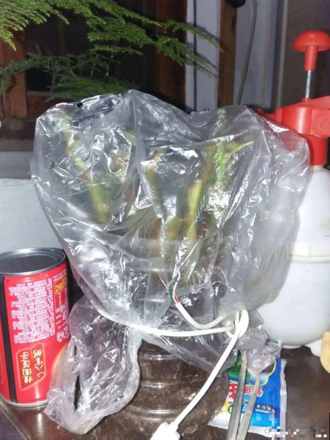 11种常见花，现在扦插，成活率特高