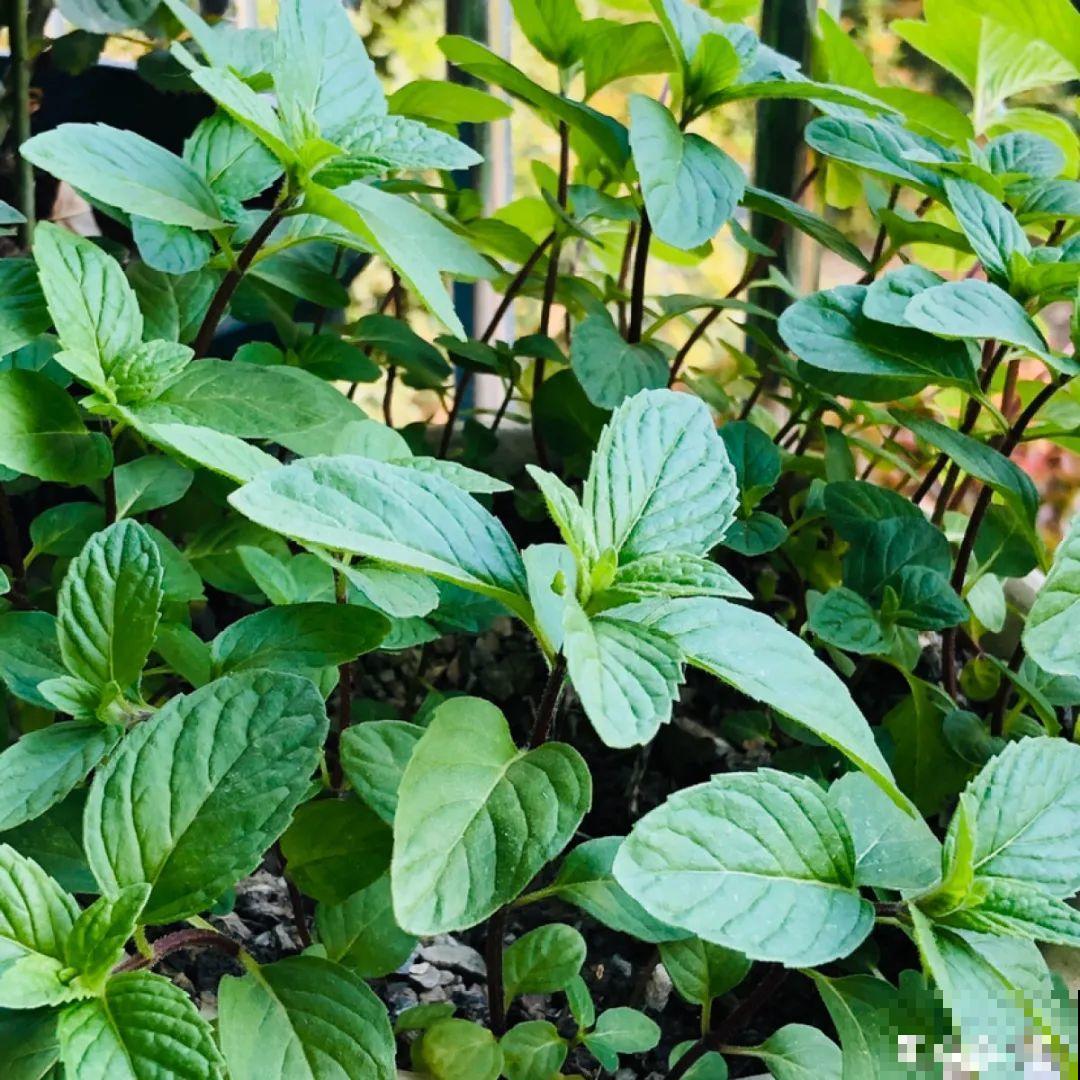 春天开始养薄荷, 等到天热了,爆出一大盆 春天开始养薄荷, 等到天热了,爆出一大盆