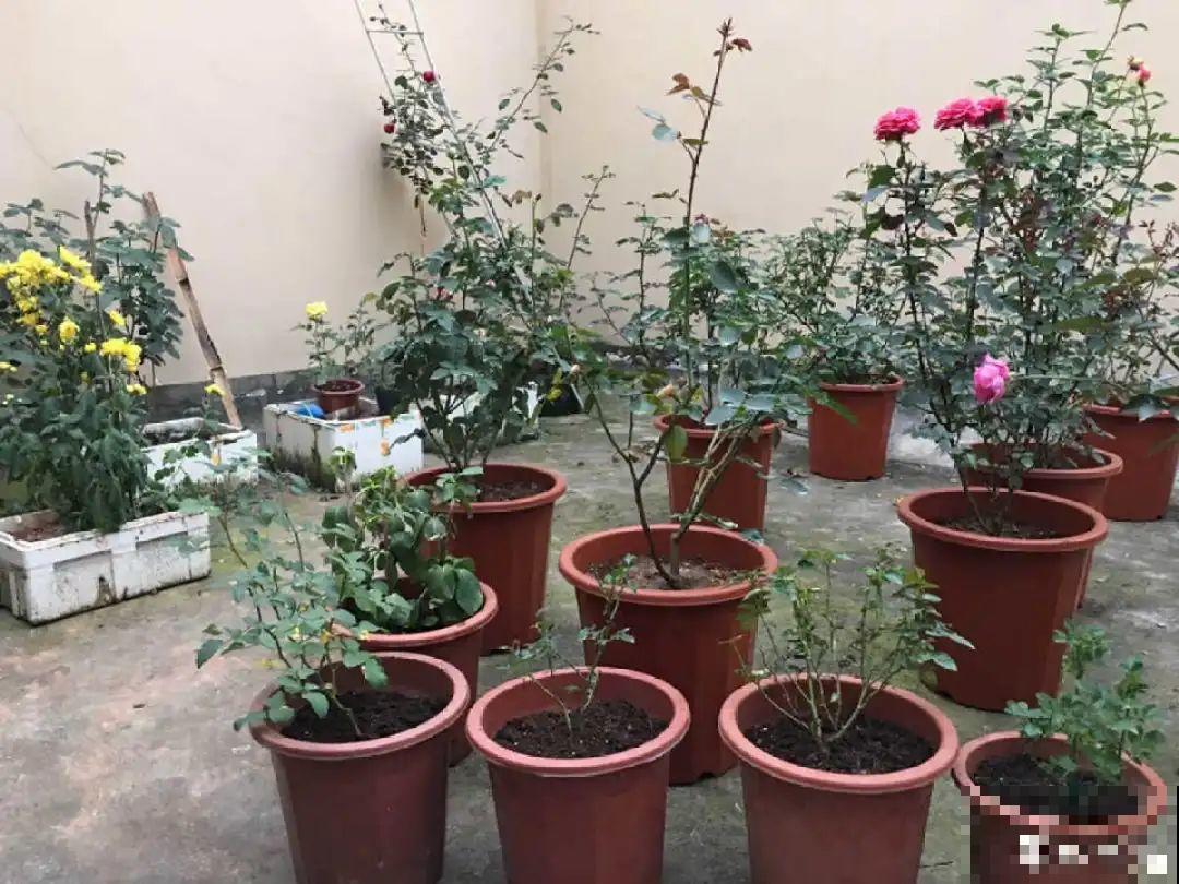 蝴蝶兰现在还不换盆，水苔容易发霉 ，越长越差劲