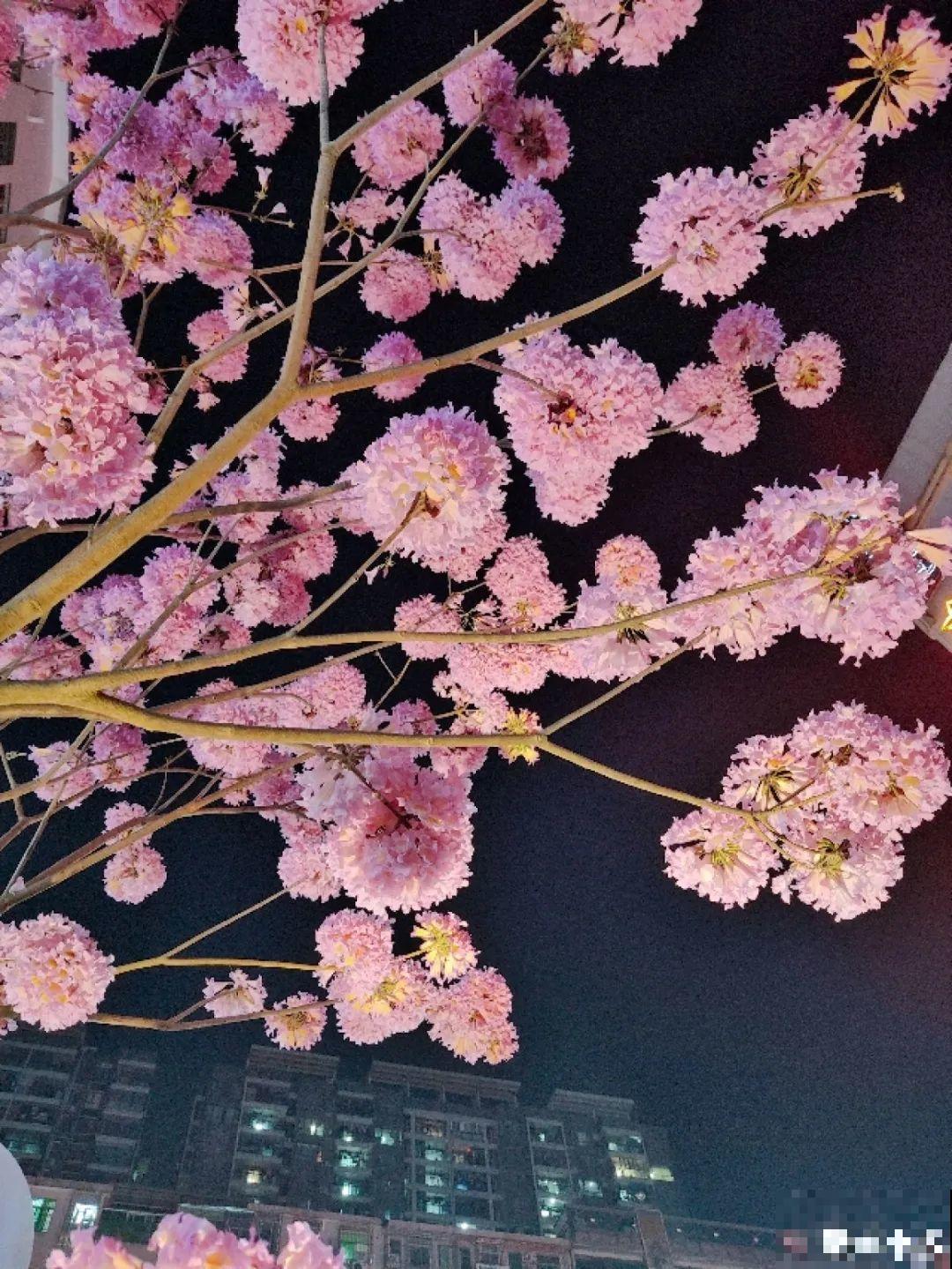 清明赏花，带上这份花卉图谱，变身行走的识花机器