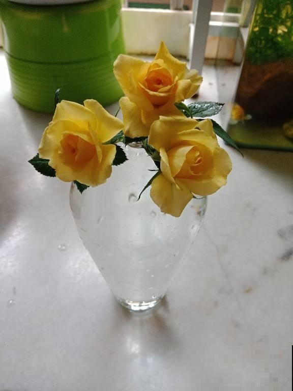 在家做个玻璃生态缸，各种植物随心养，自己就能活！