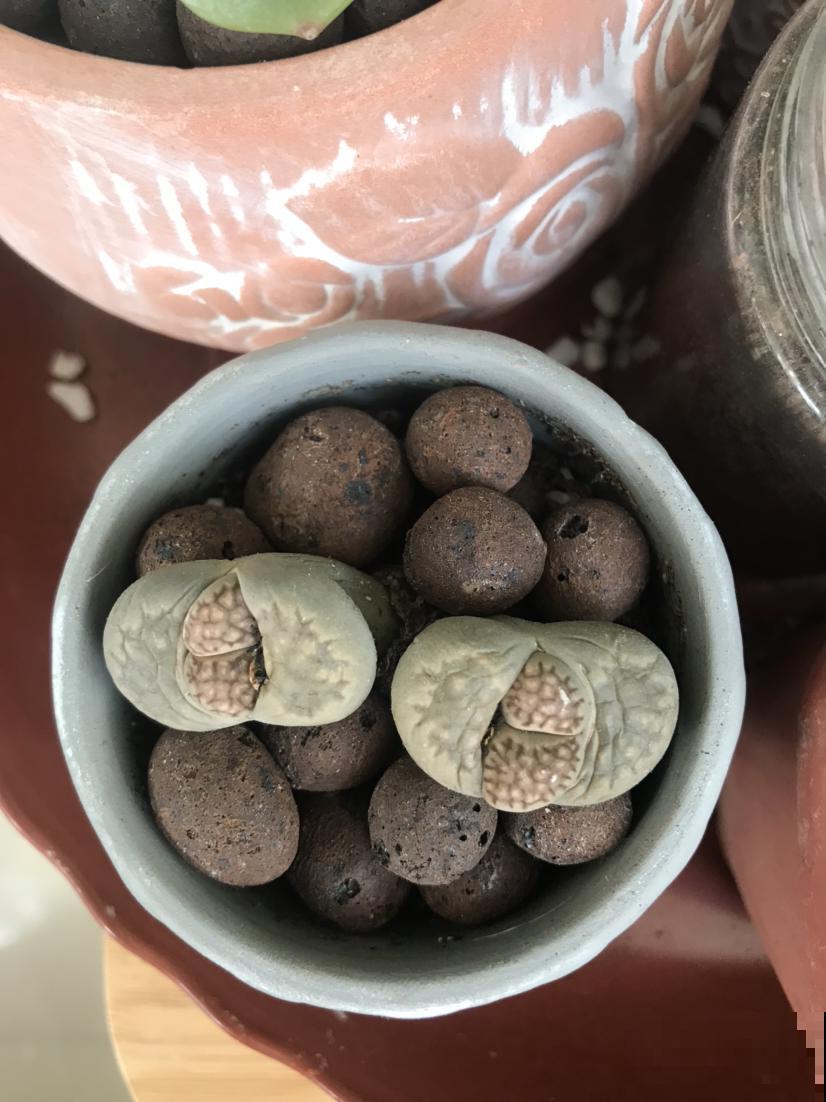 特耐旱的花,适合夏天养,不用浇水就很省事! 特耐旱的花,适合夏天养,不用浇水就很省事!