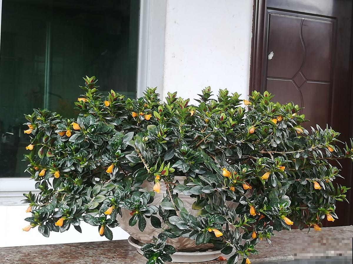 跟风买“网红花”，比起新奇，好养开花多才是王道