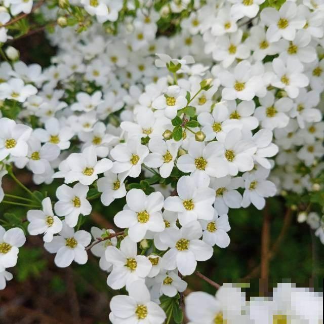 家里养盆小众花，开花又美又仙，养过的人不多