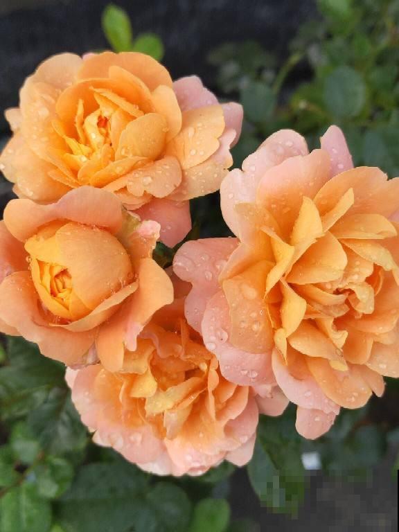 大火的果汁阳台，单朵花期15天，花量大还抗病