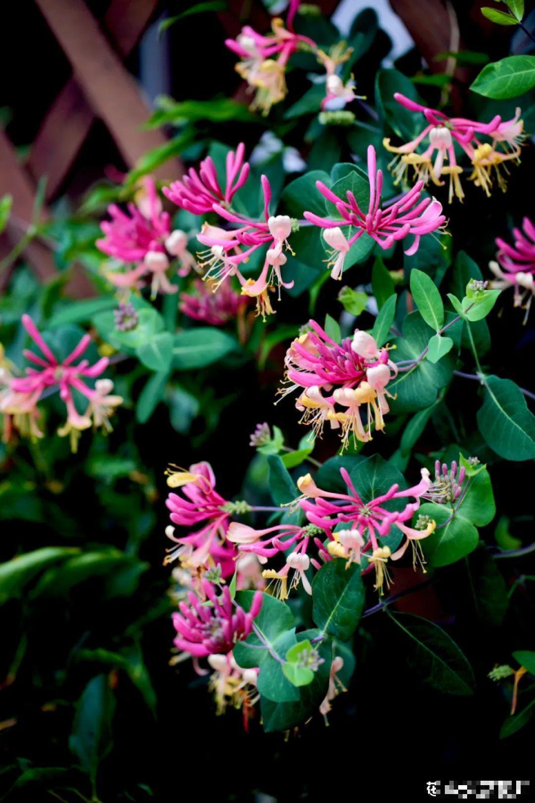 春天来了，有个院子养点花，简直太幸福