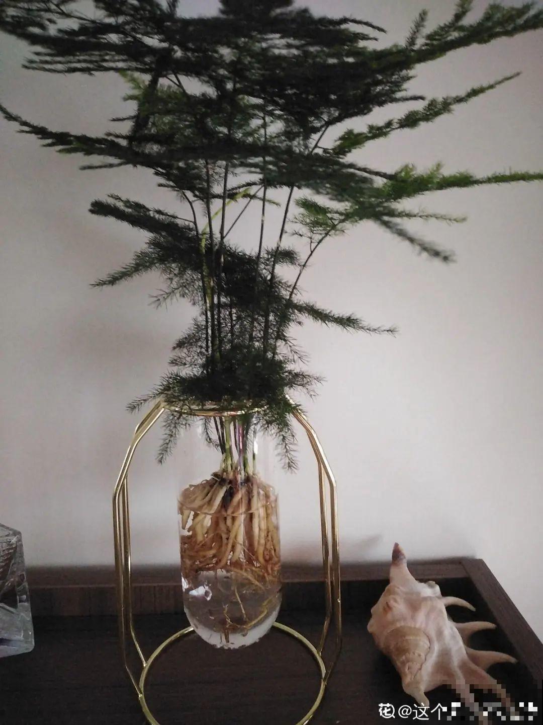 半死不活的花,扔水里,突然长疯了 半死不活的花,扔水里,突然长疯了