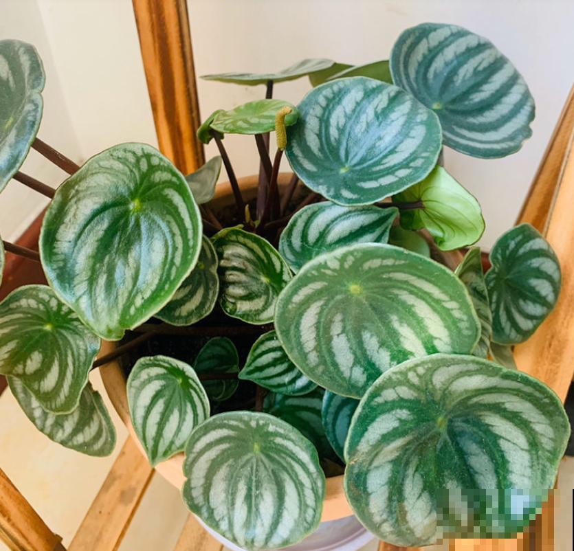 关于植物的知识问答， 答对6道，就叫你“博士”