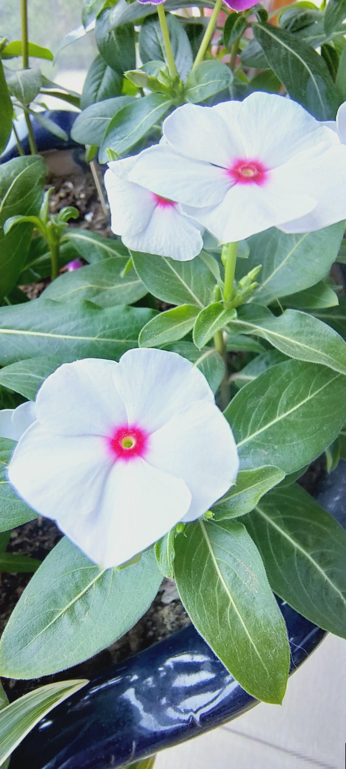 能够开成球的5种花,花期长,轻松就能养活! 能够开成球的5种花,花期长,轻松就能养活!