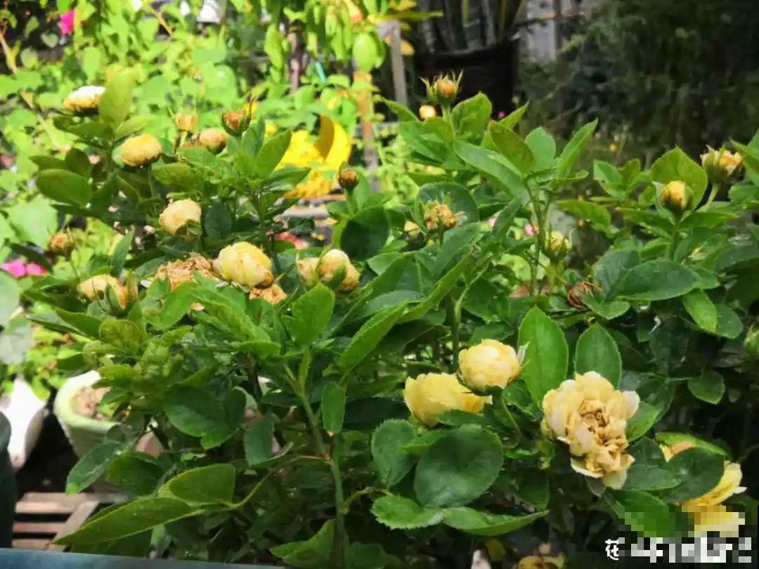 自制杀虫剂，7天喷一次，养花特干净