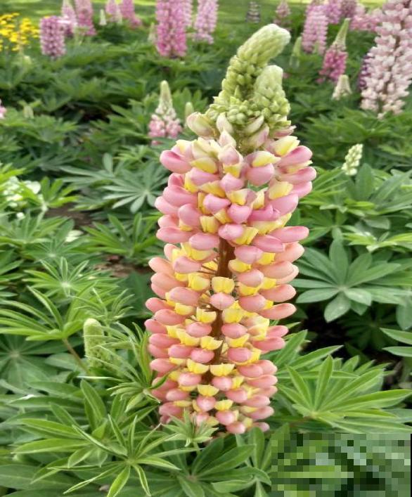 关于植物的知识问答， 答对6道，就叫你“博士”