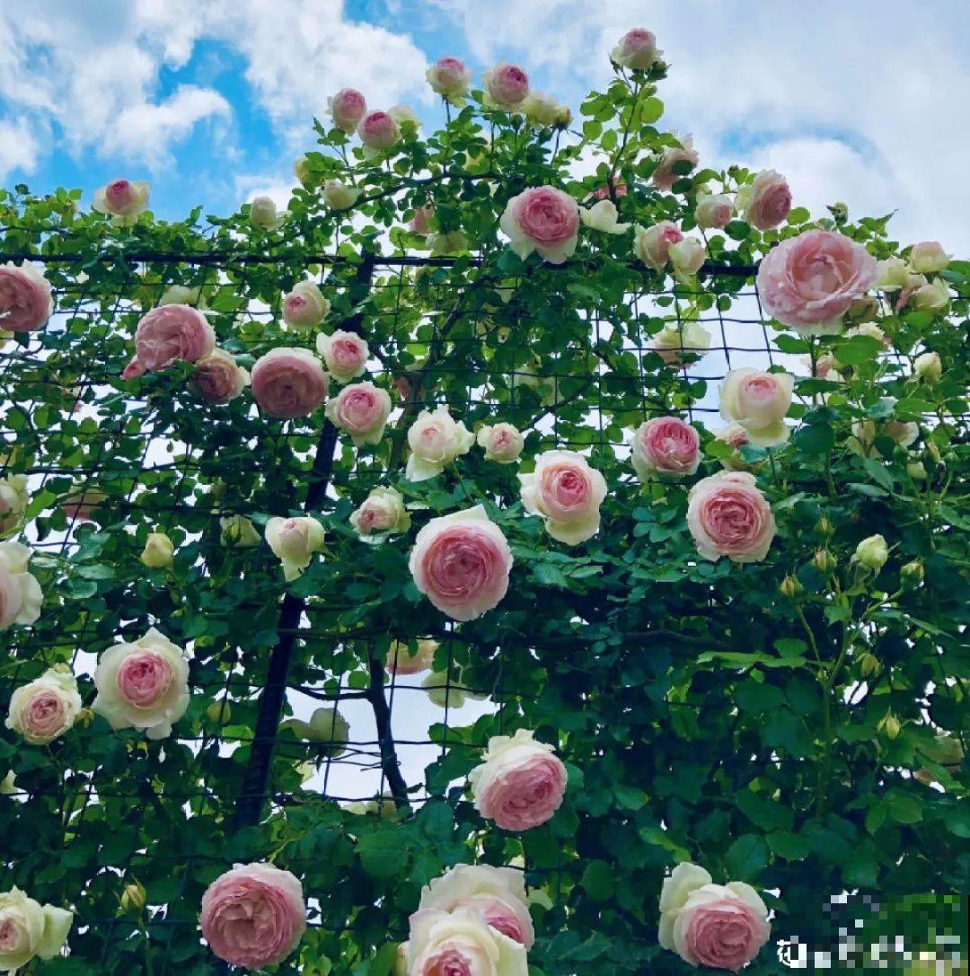一棵旱金莲,开花又多又没,1年就能长成花墙! 一棵旱金莲,开花又多又没,1年就能长成花墙!